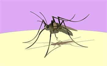 蚊子昆虫 动物SU模型