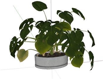 绿萝植物SU模型