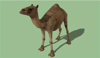 沙漠骆驼动物SU模型