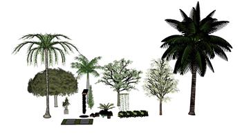 棕椰树树SU模型