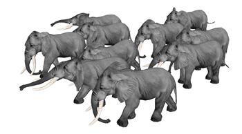 非洲动物大迁徙SU模型
