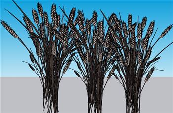 麦穗稻谷小麦SU模型
