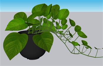 绿萝植物花盆SU模型