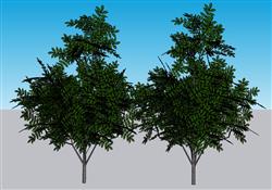 叶子树木SU模型