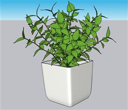 花盆植物绿植SU模型