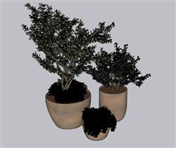 橄榄植物SU模型