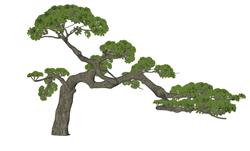 景观树迎客松SU模型