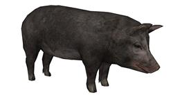 猪动物sketchup官网下载草图模型(ID58561)