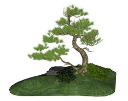 景观树松树SU模型(ID78865)-www.1skp.com