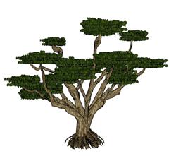 景观树松树SU模型