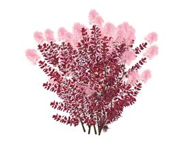 烟丛紫花植物SU模型