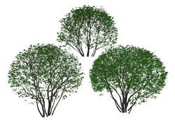 铁冬青灌木树su模型免费下载网站(ID95431)