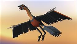 始祖鸟动物SU模型