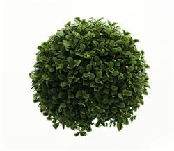 球形灌木植物SU模型