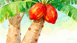 水彩画广东人种的猴面包树果实比非洲还大