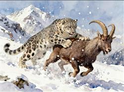水彩画:雪豹狩猎北山羊全过程