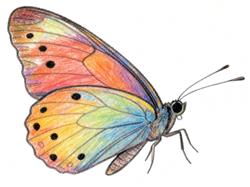 简笔画:蝴蝶简笔画图片