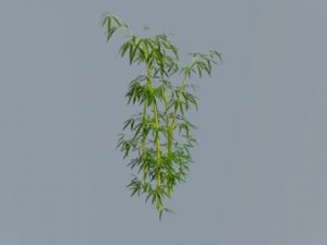 竹子植物SU模型