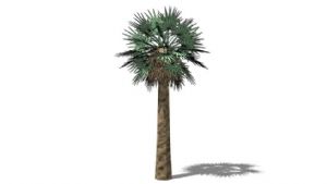 椰子树的草图SU模型