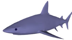 鲨鱼草图大师SU模型