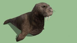 海狮动物的免SU模型