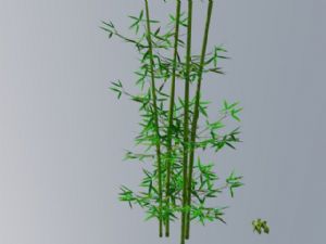 绿竹子竹叶的SU模型