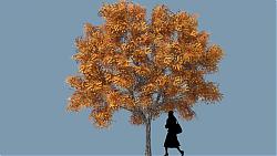 3D乔木灌木枫叶树SU模型