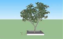 植物树池SU模型