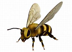蜜蜂昆虫SU模型