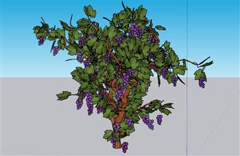葡萄树树SU模型