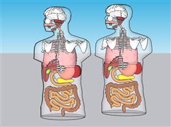 人体内脏构造SU模型