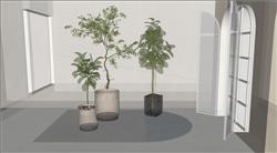 花盆植物skp模型(ID93278)