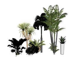 植物灌木粽树SU模型