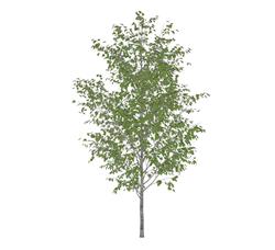 3D树skp素材(ID96357)