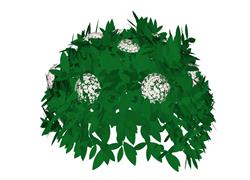 球植物skp模型模式