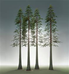 高挺的杉树SU模型