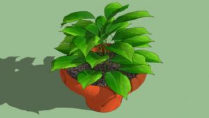 绿萝植物SU模型