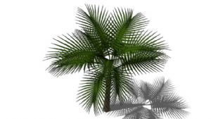 棕榈树SU模型